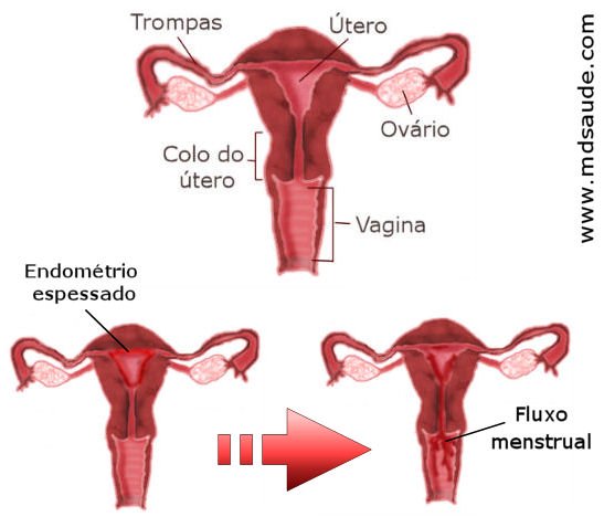 Menstruação e aqueles dias. Dicas de absorventes e para cólicas.